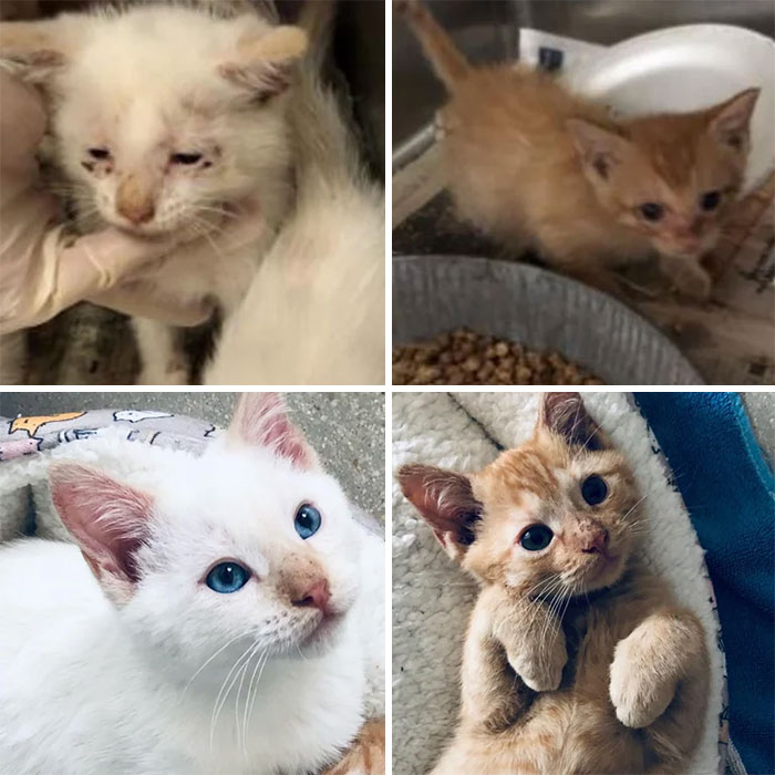 Fostered Brothers: Before And After