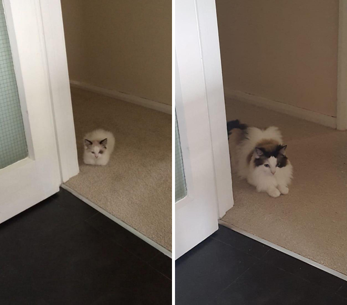 Same Spot, Same Cat, Two Years Difference