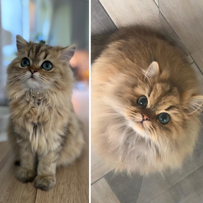 This Is Pepina. 5 Months And 1 Year Old, She Became Lion In Meantime