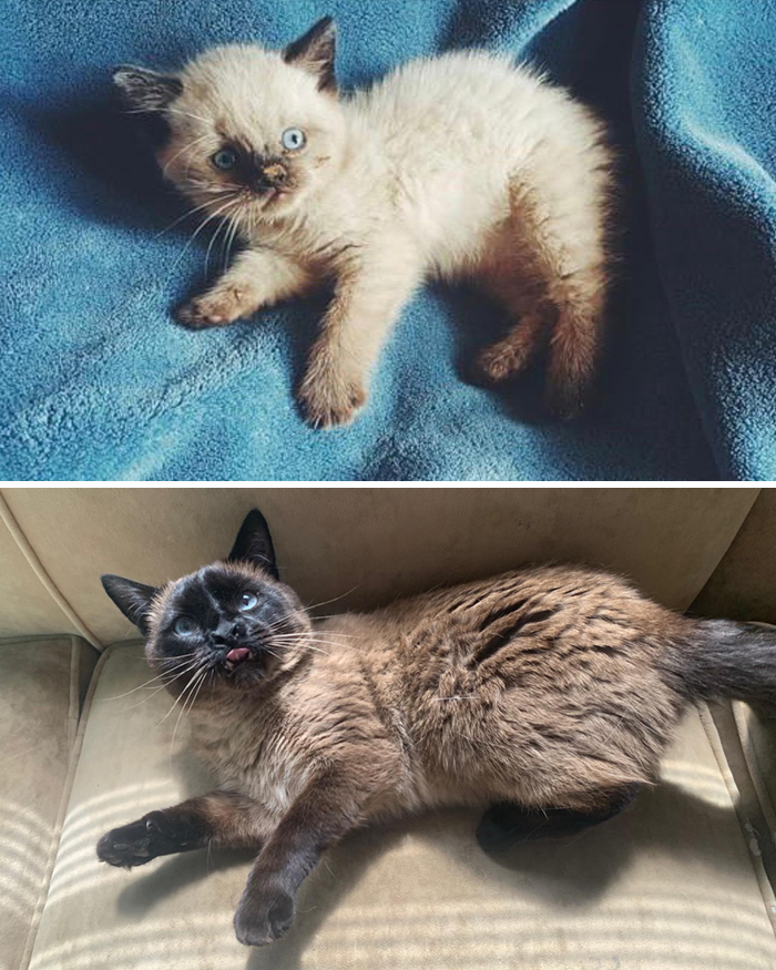 Minerva At A Few Weeks Old, Versus Her Now At 5. She Looks Like A Completely Different Cat