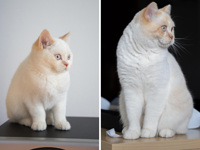3 Years vs. 5 Months BSH