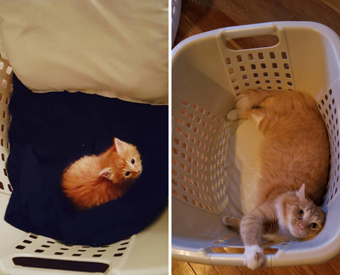 Same Cat, Same Basket, 4 Years Later
