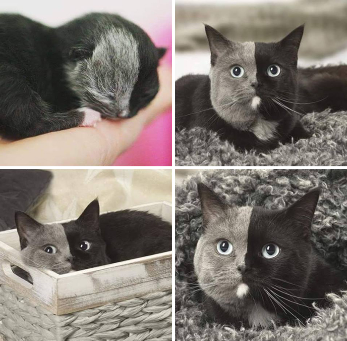 Chimera Kitten To Cat