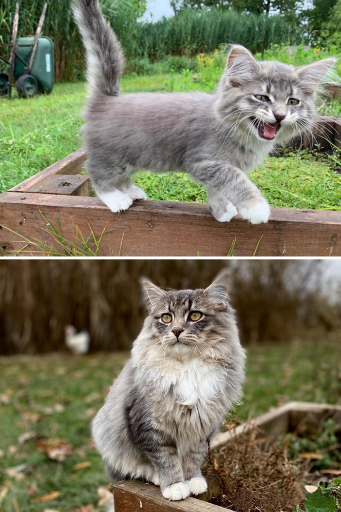 From A Roaring Kitten To A Devilish Handsome Roaring Cat