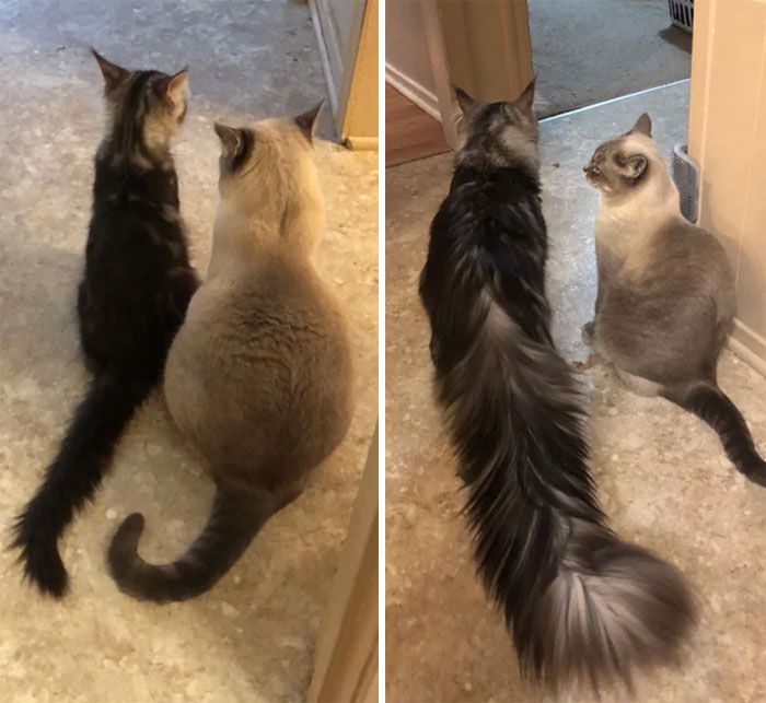 Left - 3 Months Old. Right - 11 Months Old. We Also Got A Third Cat In The Form Of His Tail