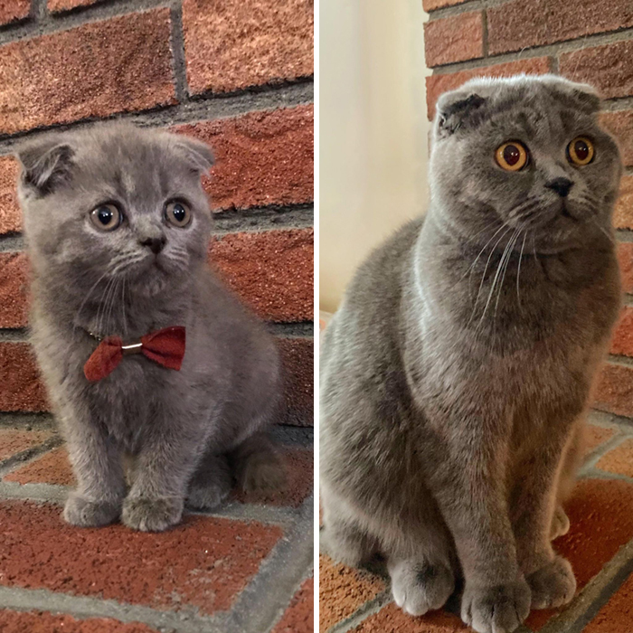 Our Kitty The Day We Brought Him Home And Now At About 1 Year Old