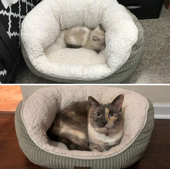 First Time In Her Cat Bed vs. 2 Years Later