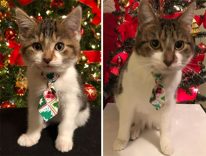 Same Cat, Same Tie, One Year Difference