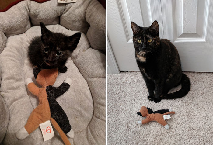 Hecate And The Case Of The Amazing Shrinking Stuffie