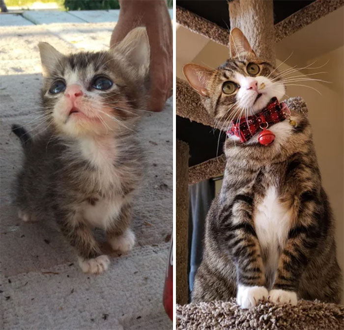 Bean Was A Microkitten. Here She Is At 8 Weeks Vs. 5 Years