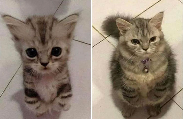 From Kitten To Cat