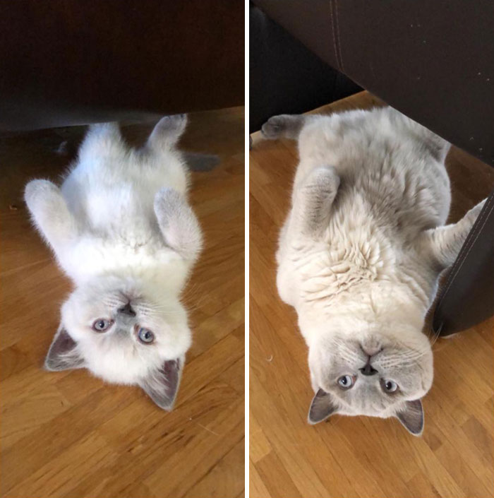 My Cat Tito, 6 Months Apart And Still Lying Upside Down Und The Same Chair