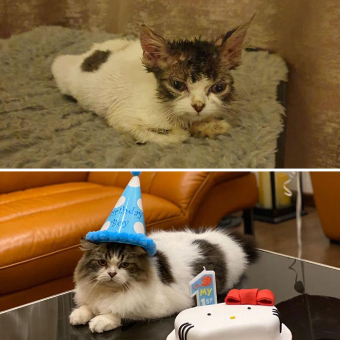 Miffy’s Transformation! He Recently Turned 1