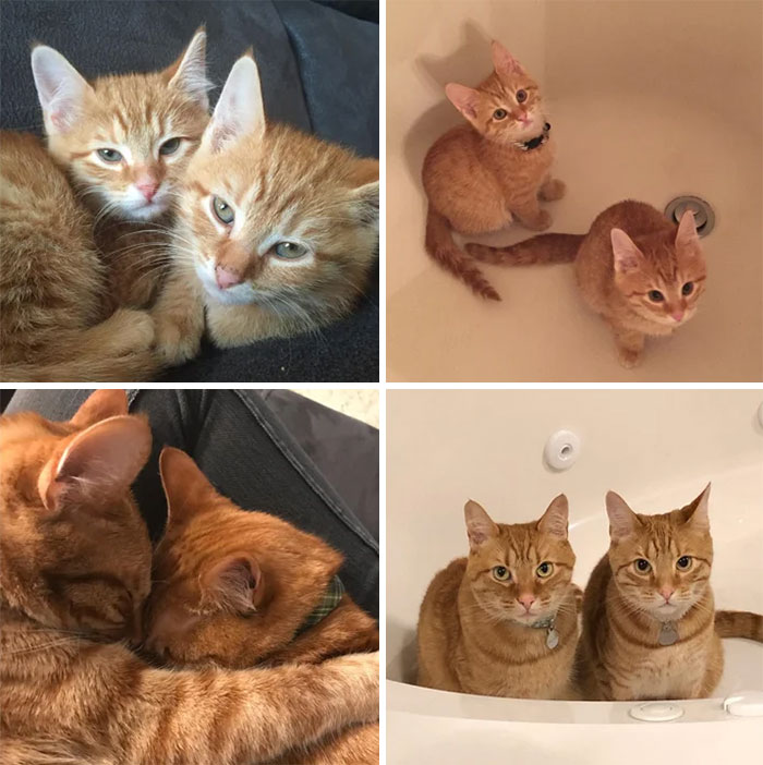 Happy 4th Birthday To My Sweet Ginger Boys! They’re A Tad Less Fluffy, But They’re Still Cuddle Buddies Who Love To Play In (Dry) Bathtubs