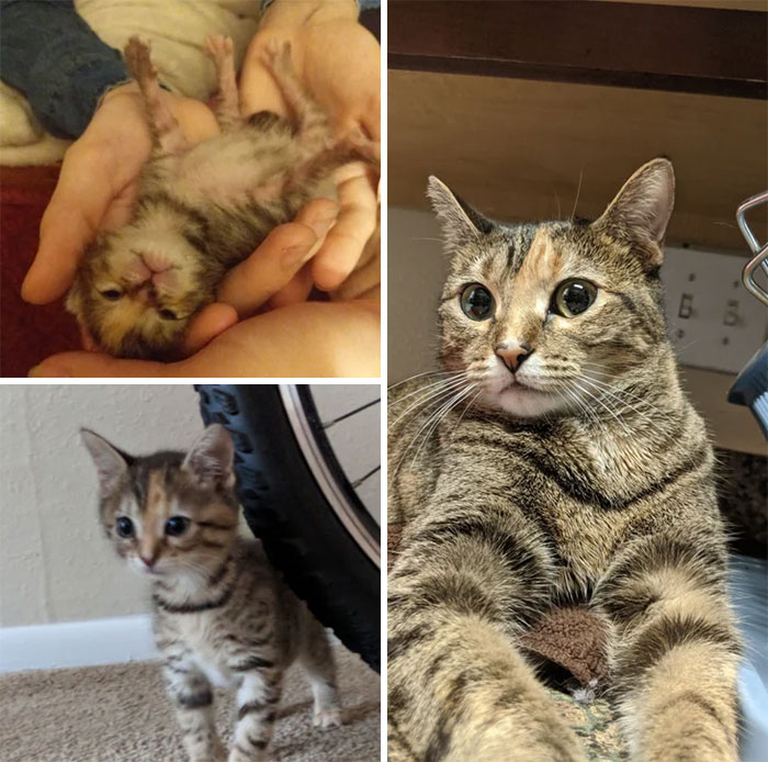 From Tiny To Small To Full On Catto