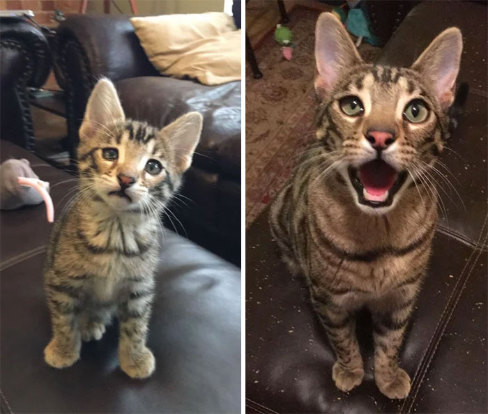Here’s My Buddy, Thor At 7 Weeks (Day I Got Him) And At About A Year (New Toy Face!)