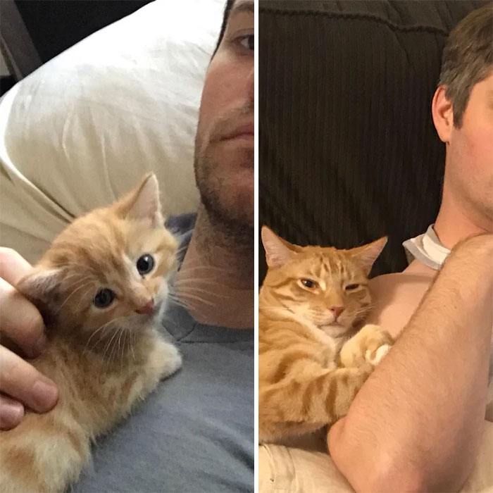 My Husband Found Ponyboy When He Was An Infant Kitten And Cared For Him 24/7. Over A Year Later, Ponyboy Still Thinks My Husband Is His Birth Mother. It’s Adorable