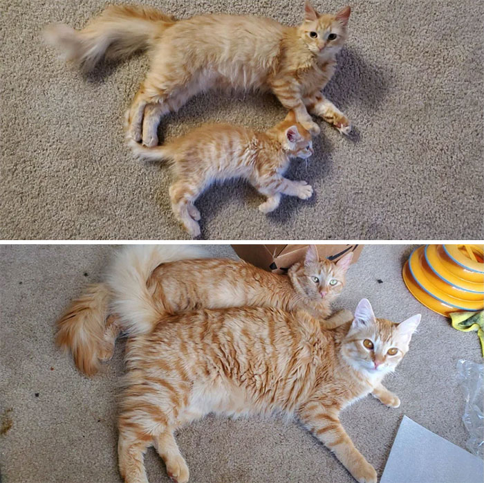 Have You Ever Look At An Old Photo Of Your Kitten And Wonder "What Happened??" Mimi And Mochi 8 Months Later