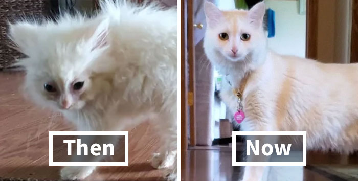 50 Before & After Pics Of Tiny Kittens Turning Into Beautiful Cats (New Pics)