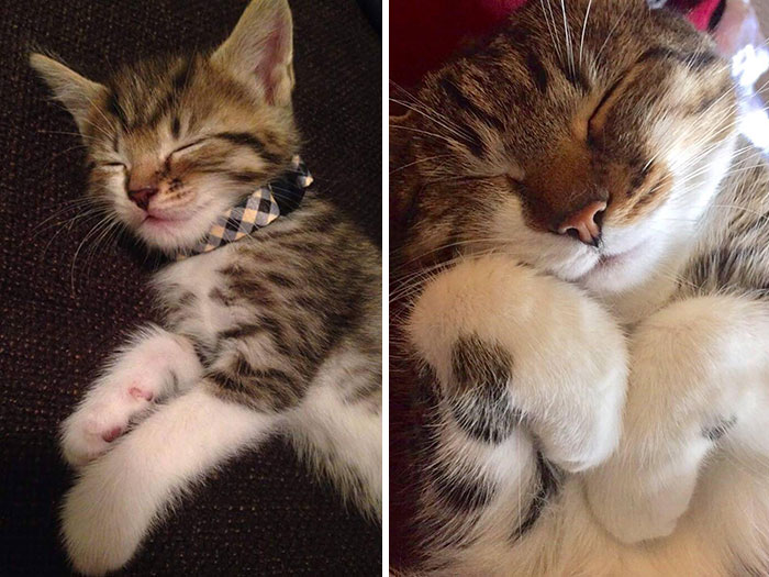 From A 4-Week-Old Feral Garage Kitten To Healthy 4-Year-Old Sweetheart. Happy Birthday, Wee