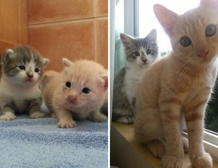 From Kitten To Cat. Miss Them Fitting In The Palm Of My Hands