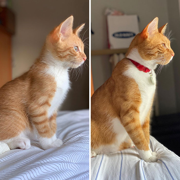 3 Months vs. 13 Months. He Found Us Covered In Fleas Weighing Less Than A Pound. Now He’s Our Big Beautiful Red Man