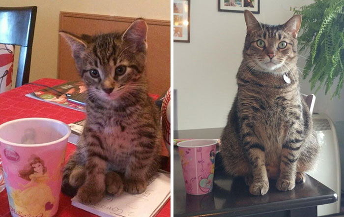 4 Years Later, Gizmo Is A Big Boy