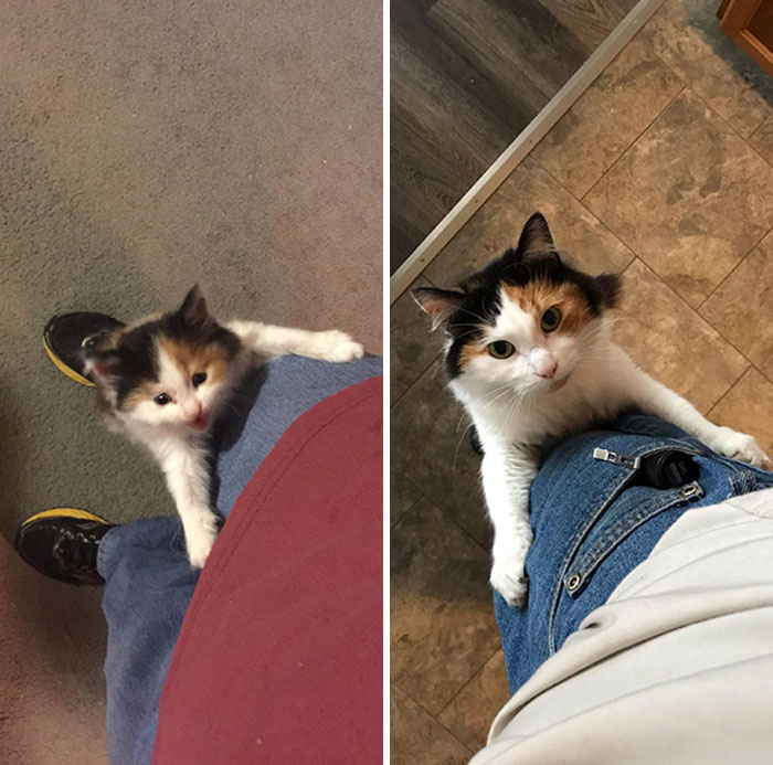 When She Was 5 Weeks Old She Climbed My Leg Begging For Food. 3.5 Years Later The Only Thing That Has Changed Is Her Size