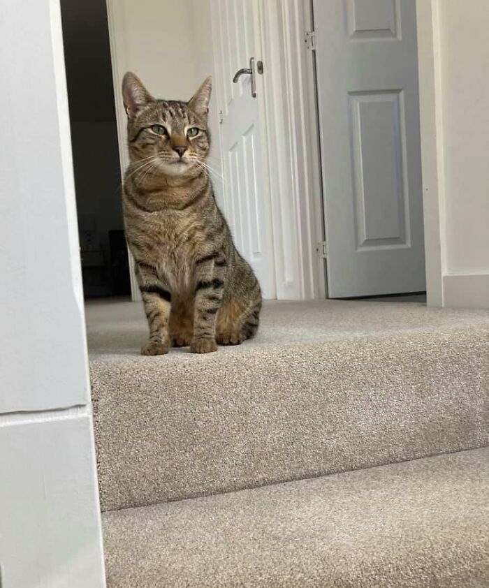 My Son Said To Me “Mummy There Is A Cat Upstairs”