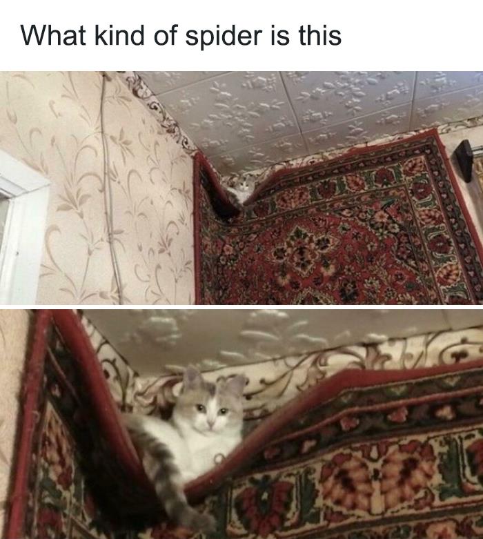 What Kind Of Spider Is This