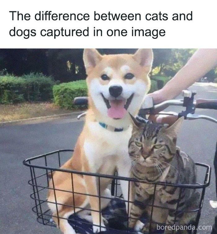 Funny Cat Dog Meme At Dina Mcalpin Blog