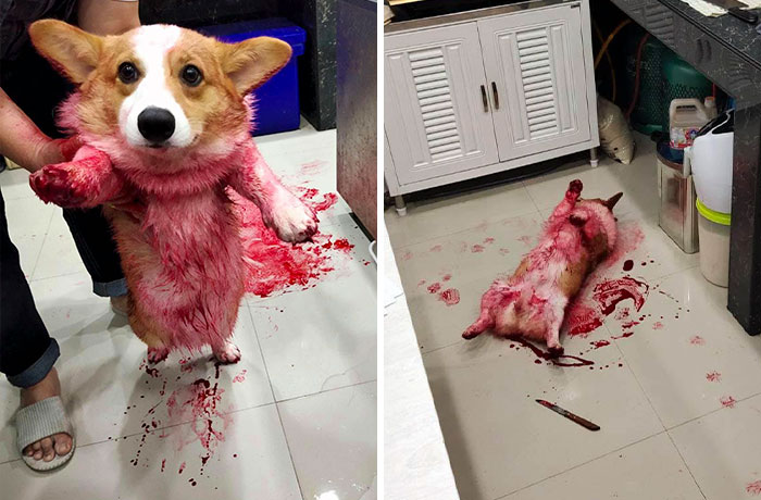 Corgi Gives His Owners And The Entire Internet A Mini Heart Attack After He Rolls Around In Red Syrup And Rests In The Mess