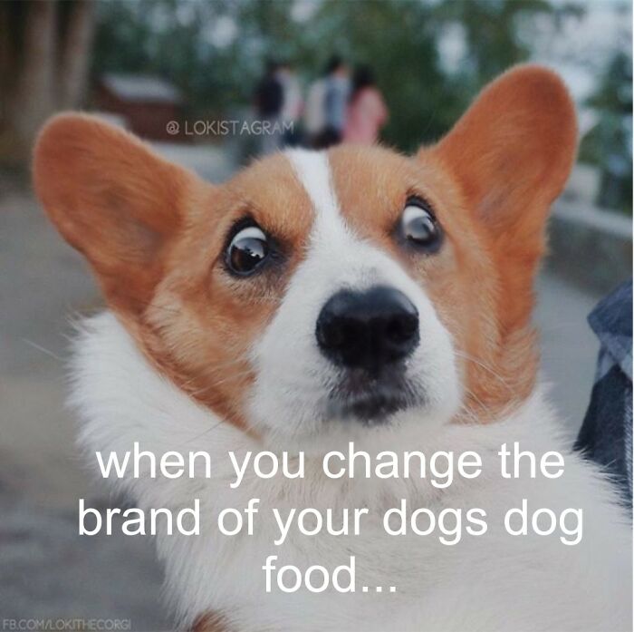 When You Change The Brand Of Your Dog's Dog Food......