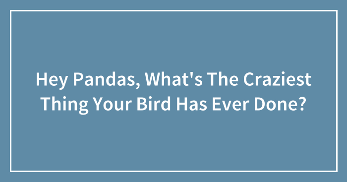 Hey Pandas, What’s The Craziest Thing Your Bird Has Ever Done? (Closed)