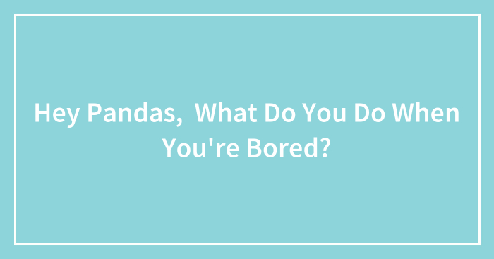 Hey Pandas, What Do You Do When You’re Bored? (Closed)