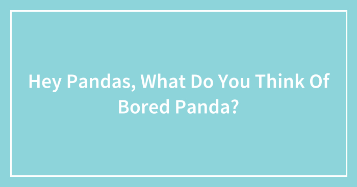 Hey Pandas, What Do You Think Of Bored Panda? (Closed)