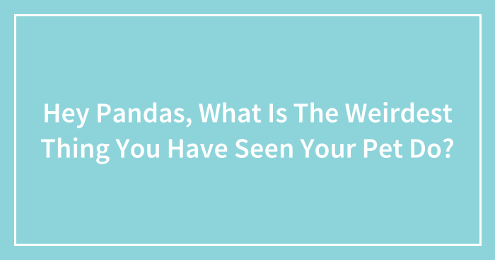 Hey Pandas, What Is The Weirdest Thing You Have Seen Your Pet Do? (Closed)