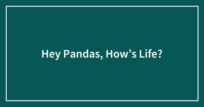 Hey Pandas, How’s Life? (Closed)