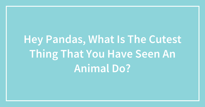 Hey Pandas, What Is The Cutest Thing That You Have Seen An Animal Do? (Closed)