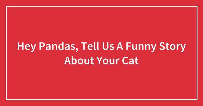 Hey Pandas, Tell Us A Funny Story About Your Cat (Closed)