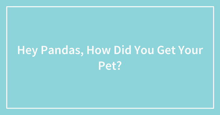 Hey Pandas, How Did You Get Your Pet? (Closed)