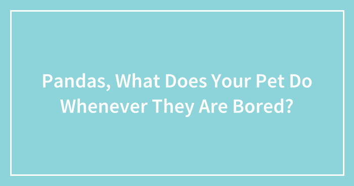 Pandas, What Does Your Pet Do Whenever They Are Bored? (Closed)