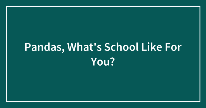 Pandas, What’s School Like For You? (Closed)