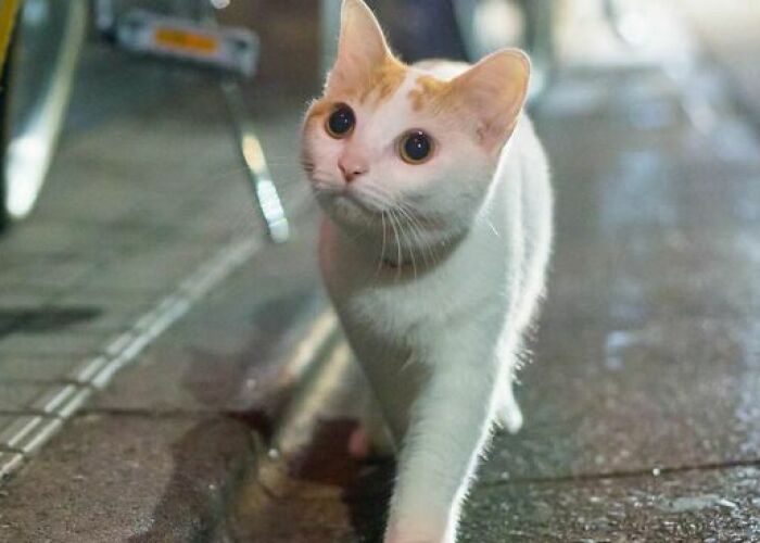 Hey Pandas, Use Your Phone And Take A Picture That Looks Professional (Closed)