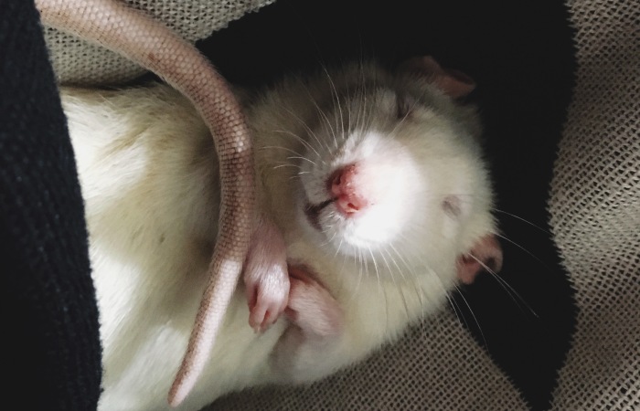 Hey Pandas, Are There Any Rat/Mouse Lovers Out There? Share Your Funny Pics Of Your Pet (Closed)