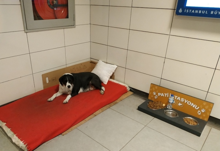 Hey Pandas, Are There Any Interesting Places In Your City Where Animals Live? (Closed)