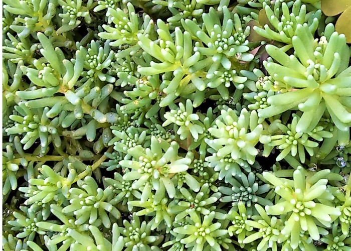 Hey Pandas, Post A Photo That You Took With An Image Of Any Shade Of Green That You Personally Love (Closed)