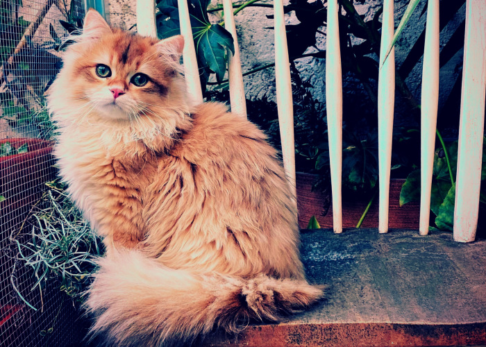 Hey Pandas, Post The Best Pic Of Your Pet (Closed)