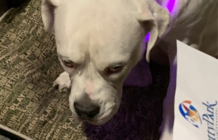 Hey Pandas, Post The Weirdest Picture Of Your Animal (Closed)