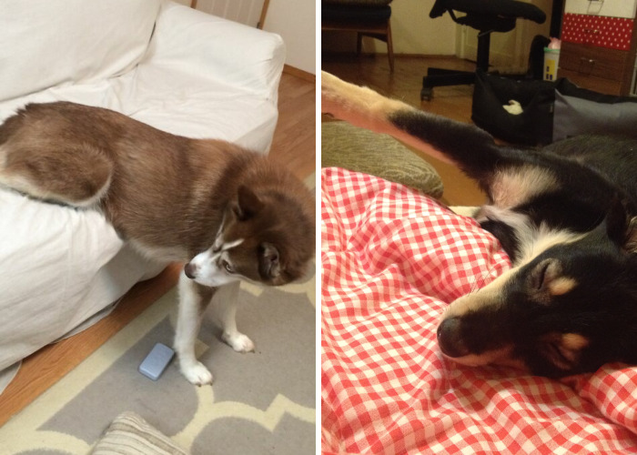 Hey Pandas, Post A Picture Of Your Dog In The Funniest Pose (Closed)